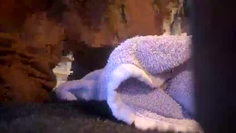 Snapshot of juish5521 chatting on March 2025 10:09:01 AM Juish5521 online show from March 2025 10:09:01 AM