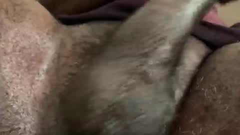 Snookie online show from December 2024 09:39:02 AM