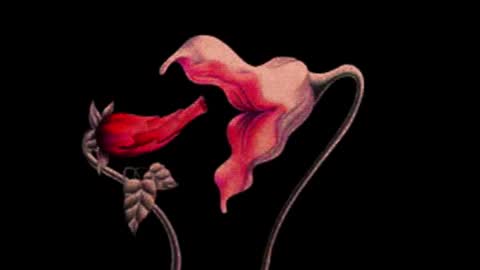 katsuro online show from November 2025 09:24:02 PM