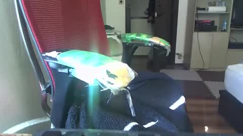 Snapshot of kinchan069 chatting on February 2025 02:08:02 AM kinchan069 online show from February 2025 02:08:02 AM