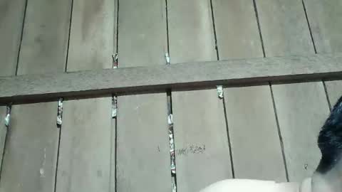 Snapshot of kingsucker2069 chatting on January 2026 04:00:01 PM Ruru online show from January 2026 04:00:01 PM