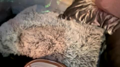 Kissah Kreampuff online show from December 2024 08:11:02 AM