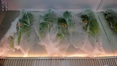 Snapshot of lana_lann chatting on October 2025 01:44:01 PM lana_lann online show from October 2025 01:44:01 PM