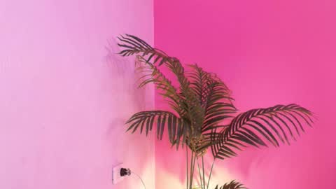 LANA online show from January 2026 02:59:02 AM