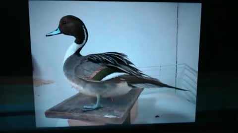 Snapshot of lancehardin chatting on January 2025 01:02:01 AM Lance online show from January 2025 01:02:01 AM