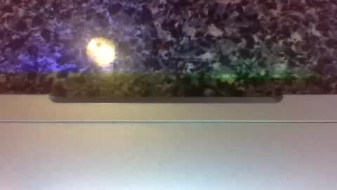 Lapuzzycat201923 online show from January 2025 02:43:01 PM