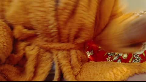 laralhotr online show from January 2025 12:54:01 AM