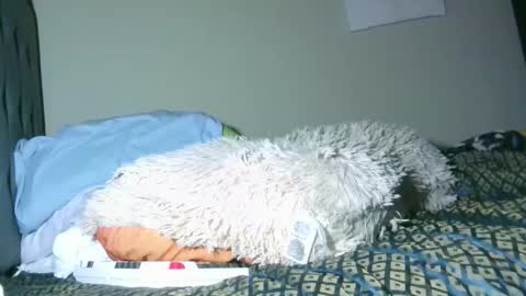 latinincognito online show from February 2026 06:52:02 AM