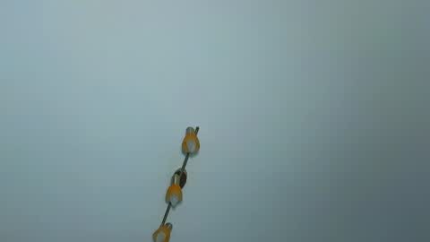 LauraMirage online show from December 2024 07:26:02 AM