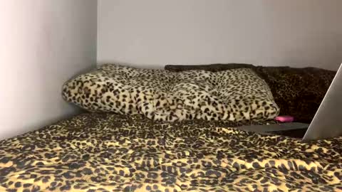 Snapshot of laycee69 chatting on September 2025 04:14:01 AM Laycee Layne online show from September 2025 04:14:01 AM