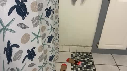 lazyladypug425146 online show from December 2025 05:17:01 PM