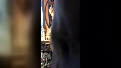 Leon online show from February 2026 08:42:02 PM