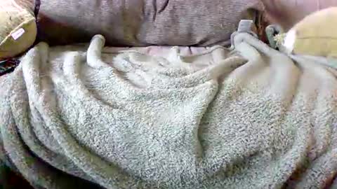 Snapshot of letsgobills chatting on March 2026 05:52:02 PM Bills Mafia online show from March 2026 05:52:02 PM