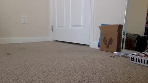 Alexia L. online show from November 2025 04:40:01 PM