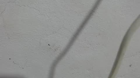 Frank and Nathy  online show from September 2025 03:56:02 PM