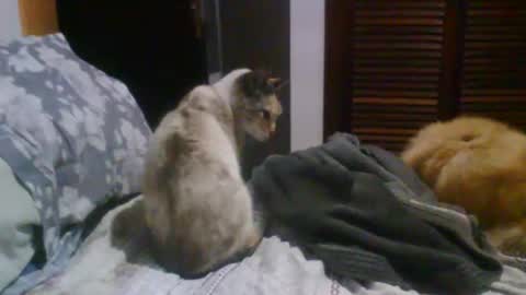 Snapshot of lucasgody chatting on October 2025 09:37:01 PM lucas online show from October 2025 09:37:01 PM