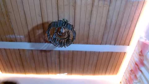 Bella Maidi online show from February 2025 12:08:01 PM