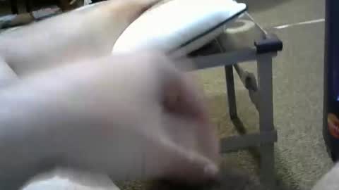 Snapshot of manumanu8585 chatting on February 2026 01:38:02 PM manumanu8585 online show from February 2026 01:38:02 PM