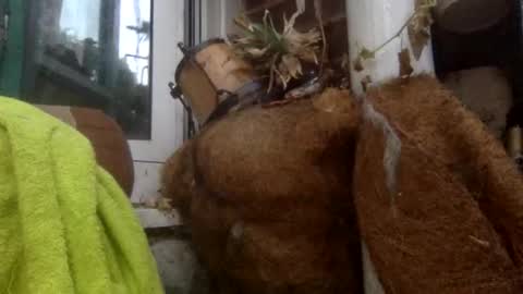 matureman1234 online show from November 2025 08:25:01 AM