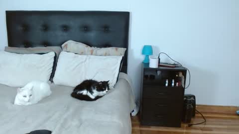 Snapshot of michael_0814 chatting on December 2025 05:02:02 AM Michael Iris online show from December 2025 05:02:02 AM