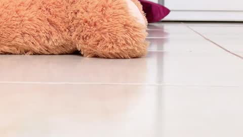 Alexa online show from February 2026 08:16:01 PM