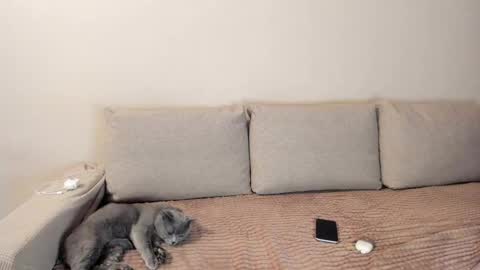 Kitty online show from December 2025 02:41:02 AM