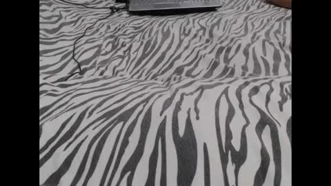 Snapshot of mollyandbra chatting on December 2024 03:09:01 AM Molly And Brad online show from December 2024 03:09:01 AM