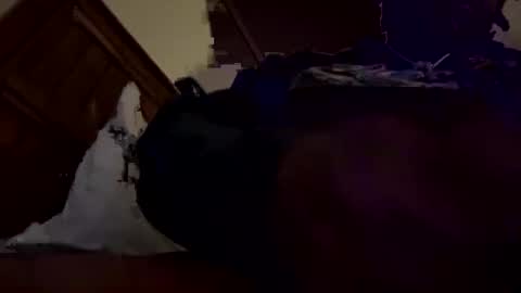 mpickett617 online show from October 2025 09:43:01 AM