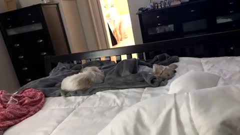 mrrogue online show from December 2024 05:49:02 AM