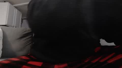 mrshlongboy21 online show from January 2025 02:47:02 AM