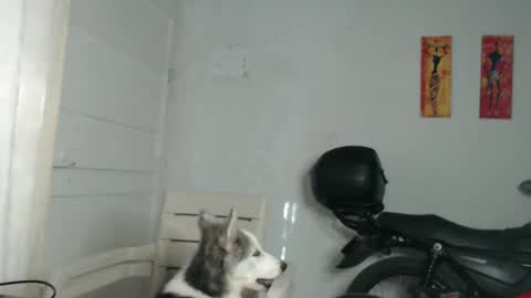 Stella Mcqueen online show from December 2024 12:25:02 PM