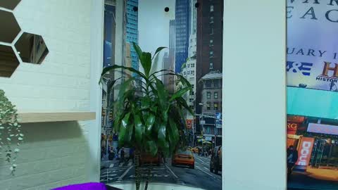 Kitten online show from March 2025 10:32:02 AM