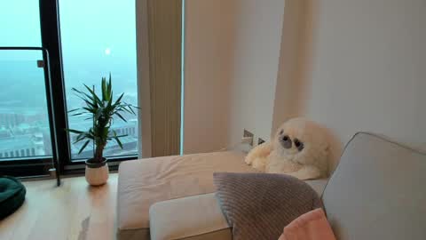 Gigi Chu  online show from February 2025 08:44:01 AM