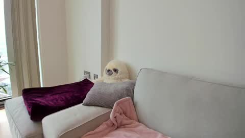 Gigi Chu  online show from February 2025 03:05:02 PM