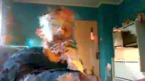 Snapshot of neverland966 chatting on February 2025 07:48:01 AM Mark online show from February 2025 07:48:01 AM