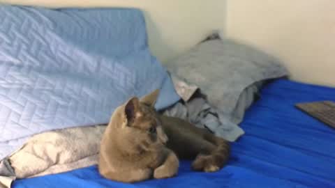 Nicolas              online show from December 2024 12:34:02 AM