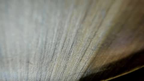 Snapshot of niickcooper chatting on March 2026 02:15:01 AM Niick online show from March 2026 02:15:01 AM