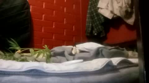 Snapshot of nocturnus1980 chatting on September 2025 05:21:01 AM nocturnus1980 online show from September 2025 05:21:01 AM