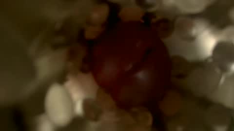 nocturnusfuz online show from January 2025 02:47:02 PM