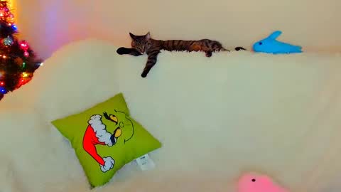 hi glad to chat online show from December 2024 07:56:02 AM