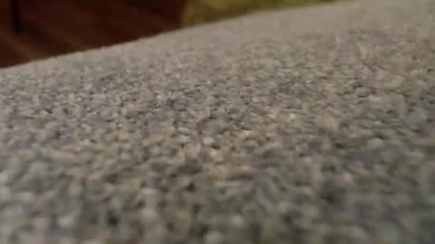 Snapshot of npbear chatting on December 2025 06:50:01 AM Bearman online show from December 2025 06:50:01 AM