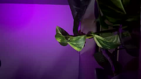 Snapshot of ohhcoco chatting on December 2024 04:34:01 AM bbygtbckkk online show from December 2024 04:34:01 AM