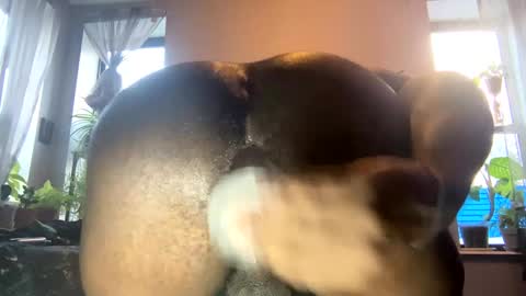 Snapshot of ohhcoco chatting on January 2025 08:54:02 PM bbygtbckkk online show from January 2025 08:54:02 PM