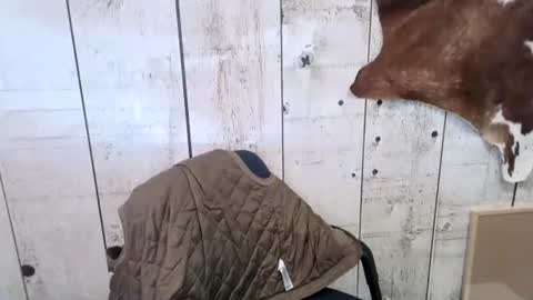 Snapshot of openmindedcowboy chatting on October 2025 07:14:02 PM kinkynerd online show from October 2025 07:14:02 PM