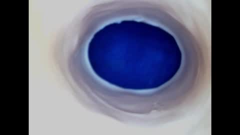 Snapshot of paulainoscente chatting on November 2025 07:34:02 PM Paula 18 Aninhos online show from November 2025 07:34:02 PM