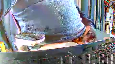 Gabu online show from December 2025 09:46:02 AM