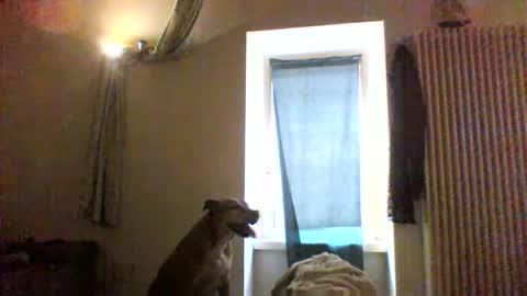 BBW facial slave online show from January 2026 12:40:01 PM