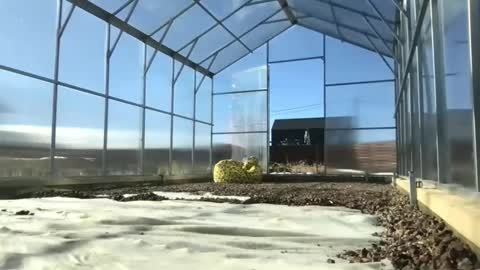 Snapshot of ps4pro chatting on March 2025 10:30:02 AM Queen of Pain online show from March 2025 10:30:02 AM