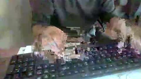 Snapshot of pup_y chatting on September 2025 02:52:02 PM pup_y online show from September 2025 02:52:02 PM