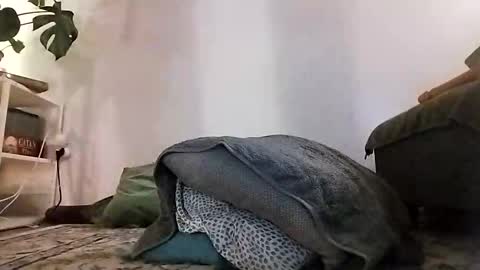 Snapshot of ranchoarg chatting on January 2026 05:48:02 PM ranchoarg online show from January 2026 05:48:02 PM